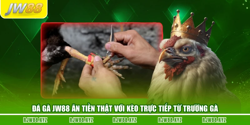 Đá Gà JW88 Ăn Tiền Thật Với Kèo Trực Tiếp Từ Trường Gà